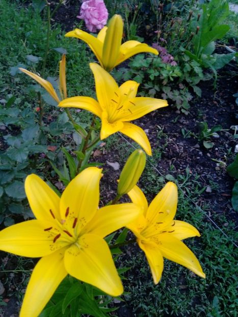 Mulțumesc myrelanicoleta! - Mixt de Floricele 2019