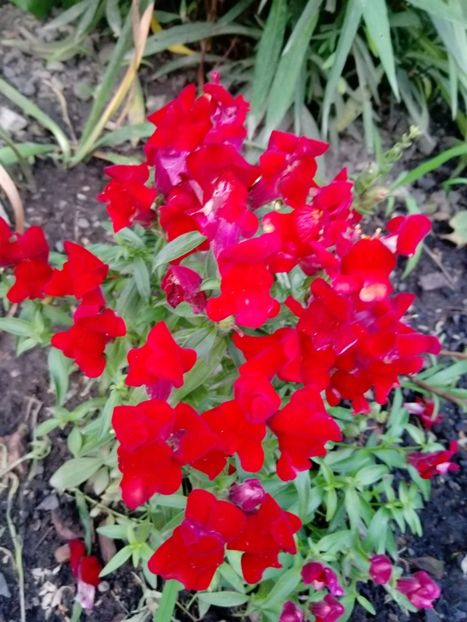  - Mixt de Floricele 2019