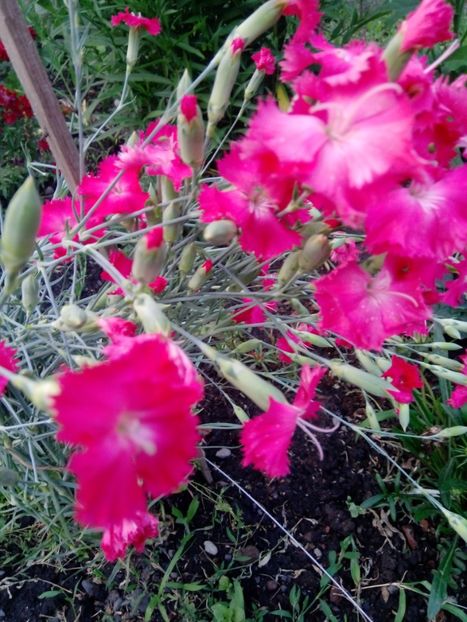  - Mixt de Floricele 2019