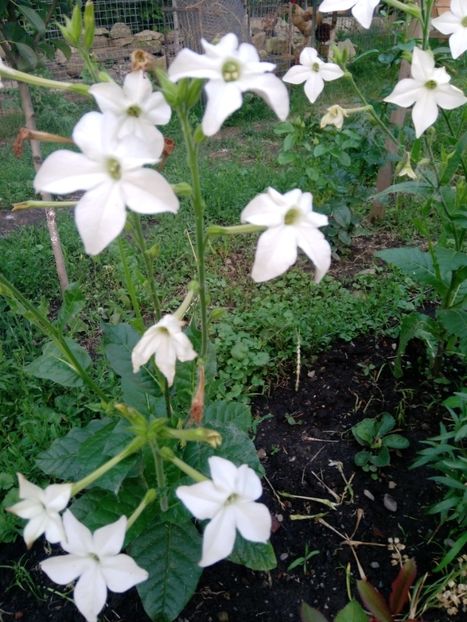  - Mixt de Floricele 2019