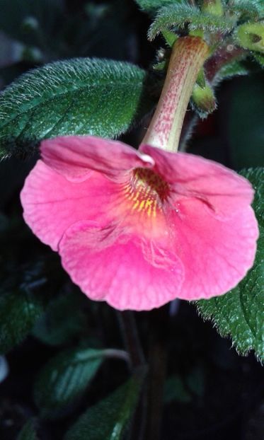 9/ Charlotta Grace - 2019 - ACHIMENES