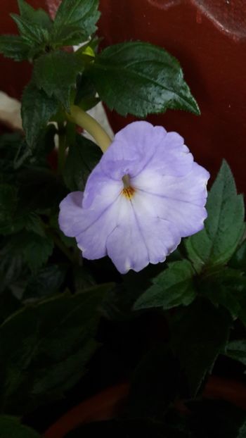 Cristalyn - 10 Achimenes 2019
