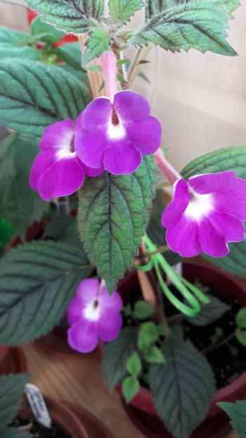 Patens Major - 10 Achimenes 2019