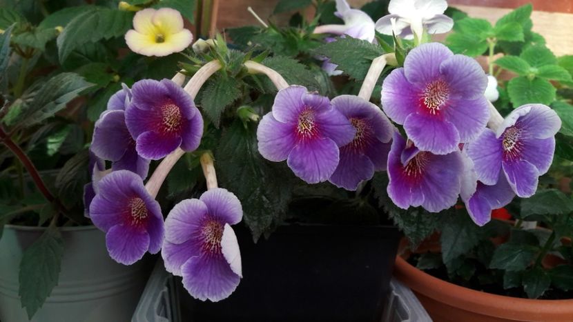 Charles Martel - 10 Achimenes 2019