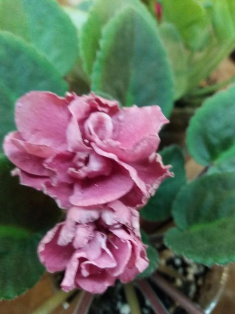  - ZZZLE Neapolitans Zakat