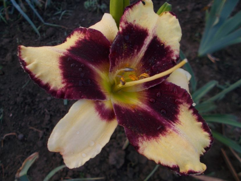 Pumpkin Bandit - Hemerocallis 2019
