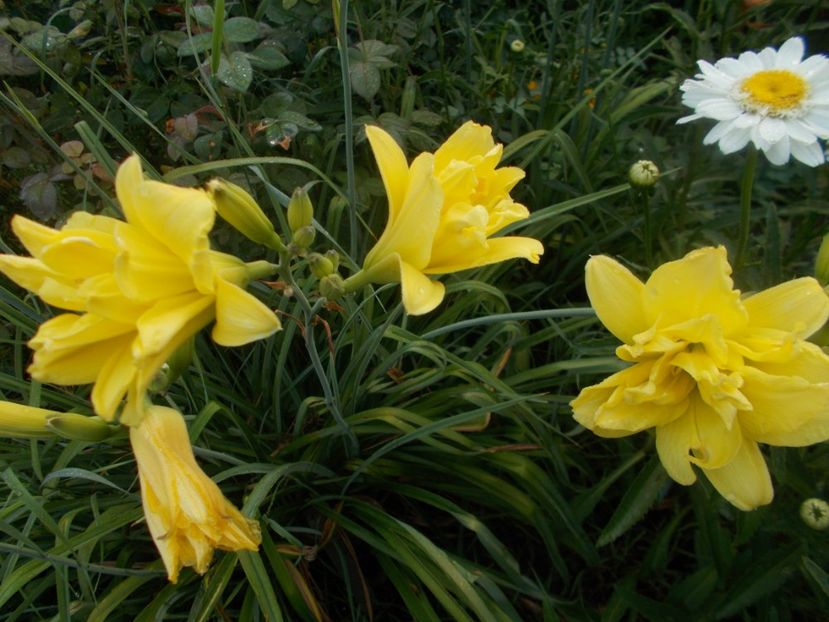Double River Wye - Hemerocallis 2019