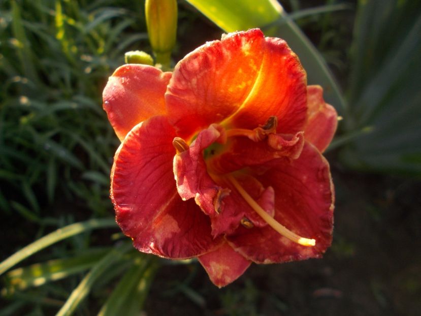 TWO TO TANGO - Hemerocallis 2019