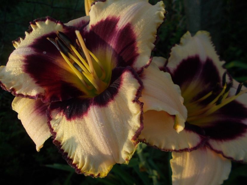 CANADIAN BORDER PATROL - Hemerocallis 2019