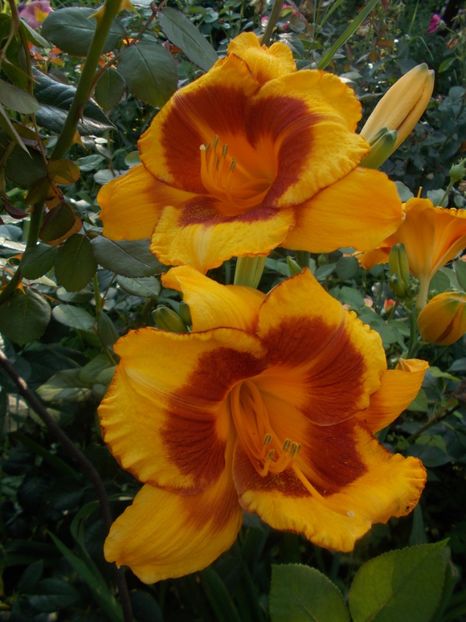 Fooled Me - Hemerocallis 2019
