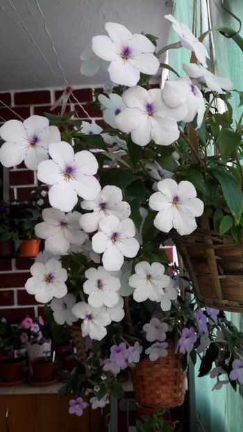  - 10 Achimenes 2019