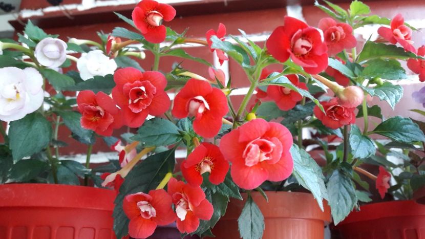  - 10 Achimenes 2019