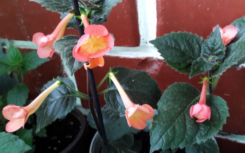  - 10 Achimenes 2019