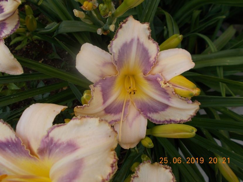 a-1-destined to see - HEMEROCALLISI-2019