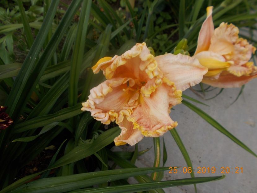 a-2-darla anita - HEMEROCALLISI-2019