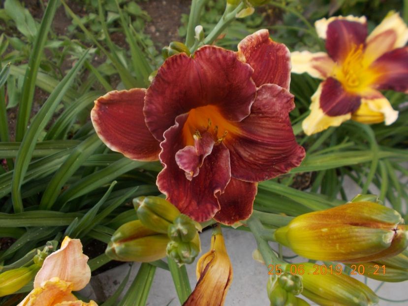 a-3-night embers - HEMEROCALLISI-2019