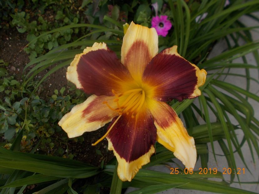 a-4-indian sky - HEMEROCALLISI-2019