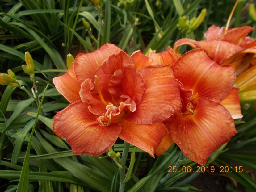 M-r1,3-moses fire - HEMEROCALLISI-2019