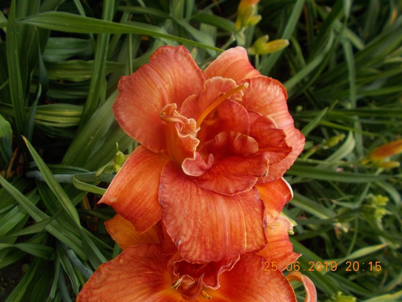  - HEMEROCALLISI-2019