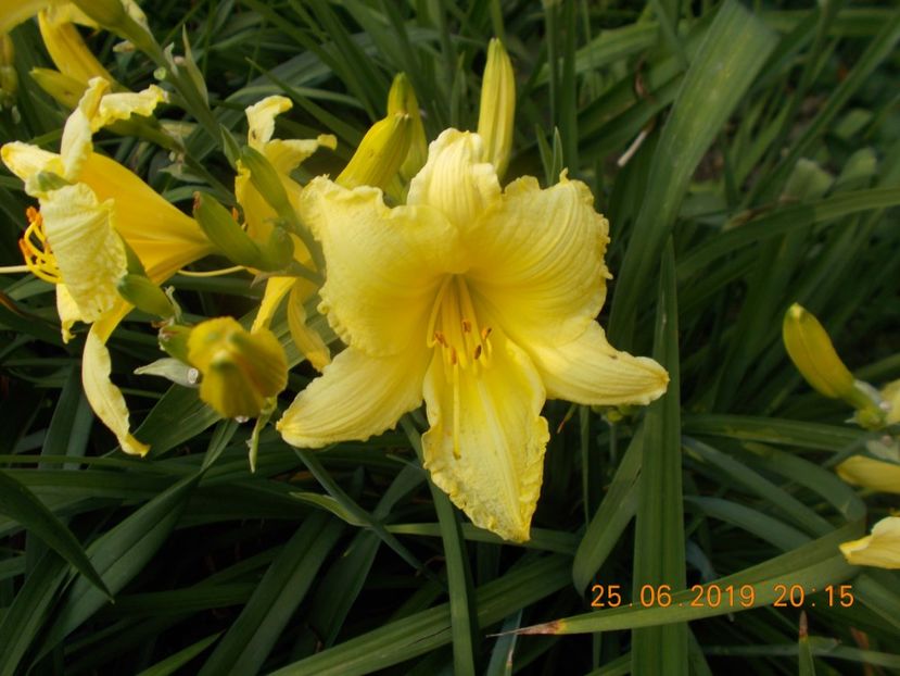 M-r1,5-galben pal - HEMEROCALLISI-2019