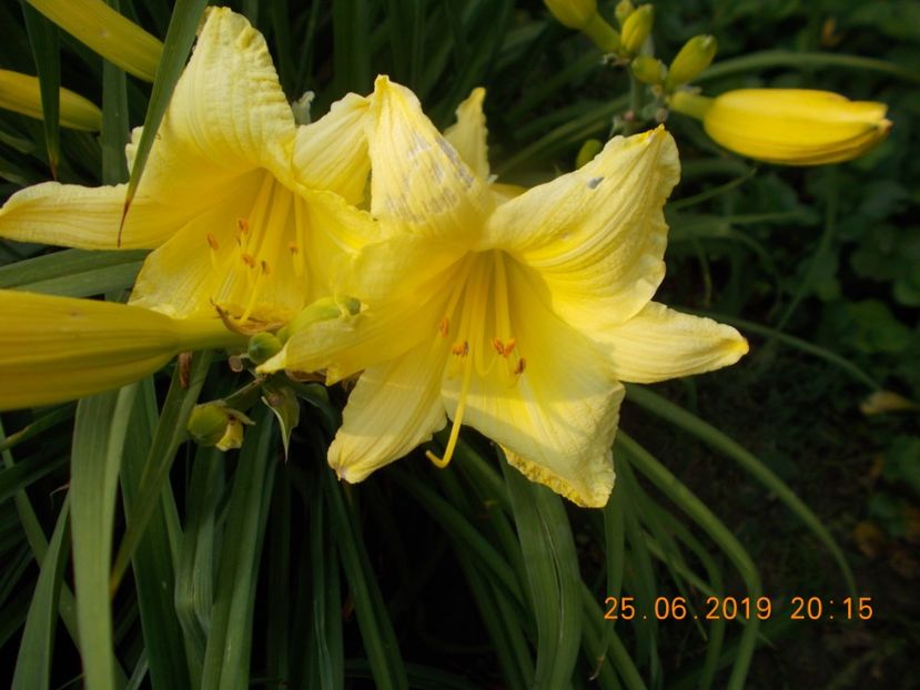  - HEMEROCALLISI-2019