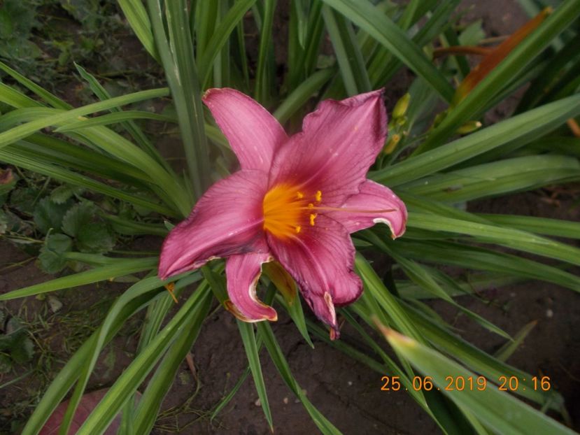 M-r1,7-sumer wine - HEMEROCALLISI-2019