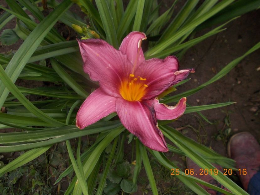  - HEMEROCALLISI-2019