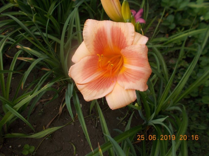 M-r1,8-real wind - HEMEROCALLISI-2019