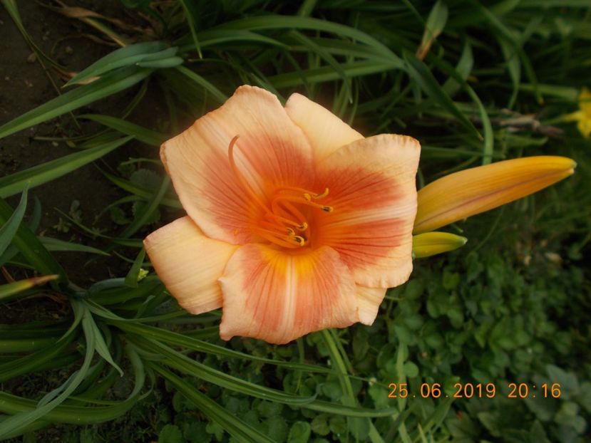  - HEMEROCALLISI-2019