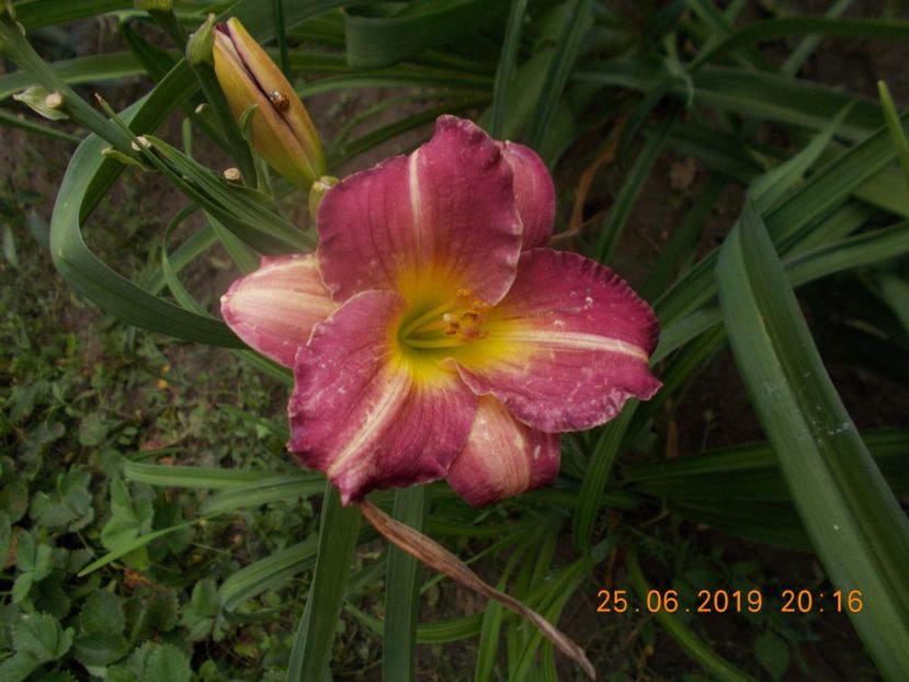  - HEMEROCALLISI-2019