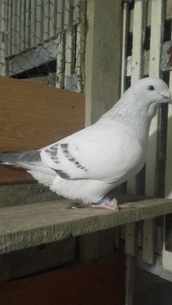  - 9masculi azur matca 2022