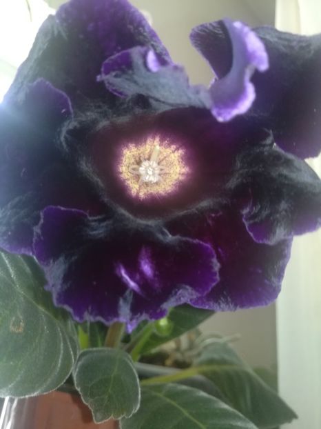 19-25 - gloxinii si minisiningii 2019