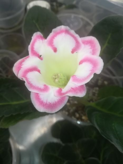 19-26 - gloxinii si minisiningii 2019