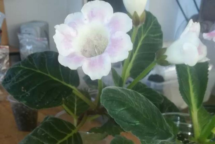 19-27 - gloxinii si minisiningii 2019