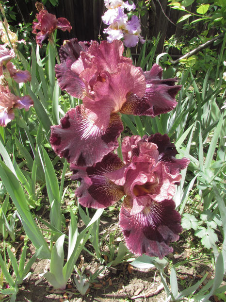  - A A Flori de gradina 1