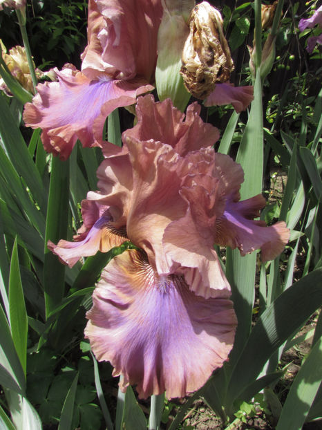  - A A Flori de gradina 1