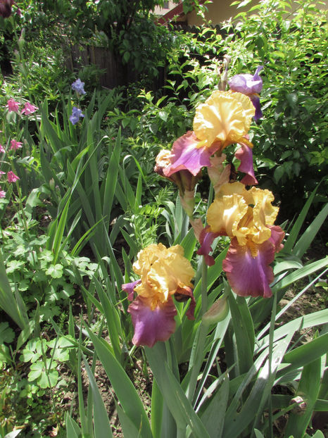  - A A Flori de gradina 1