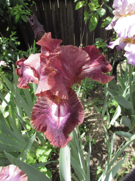  - A A Flori de gradina 1