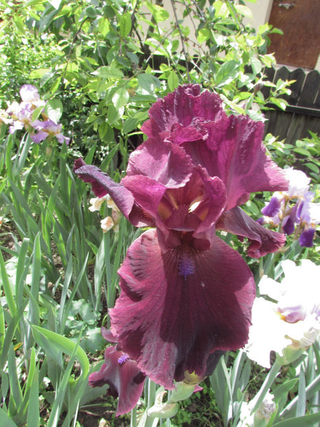  - A A Flori de gradina 1