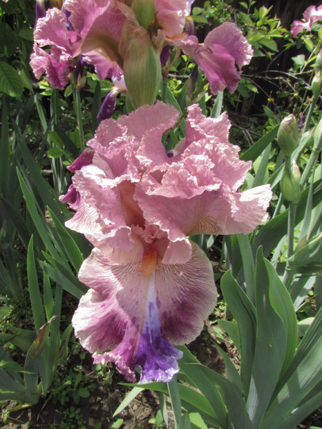  - A A Flori de gradina 1