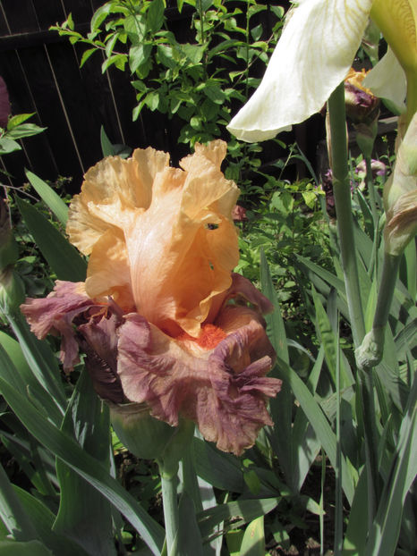  - A A Flori de gradina 1