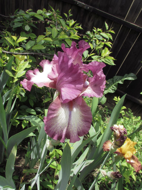  - A A Flori de gradina 1