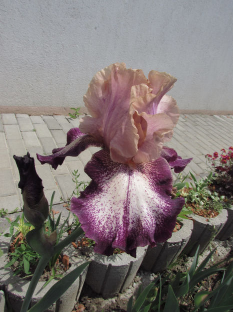  - A A Flori de gradina 1