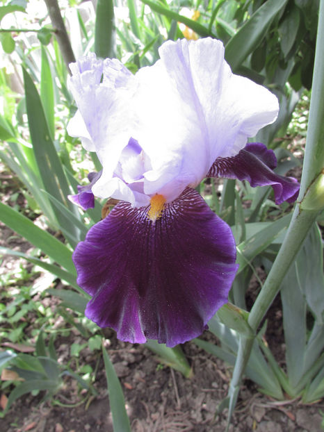  - A A Flori de gradina 1