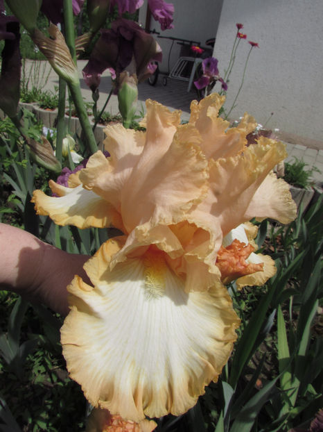  - A A Flori de gradina 1