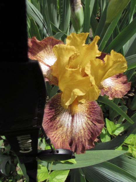  - A A Flori de gradina 1