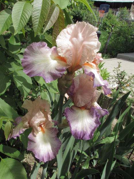  - A A Flori de gradina 1