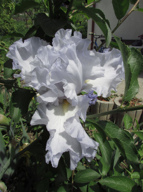  - A A Flori de gradina 1