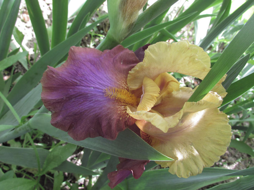  - A A Flori de gradina 1