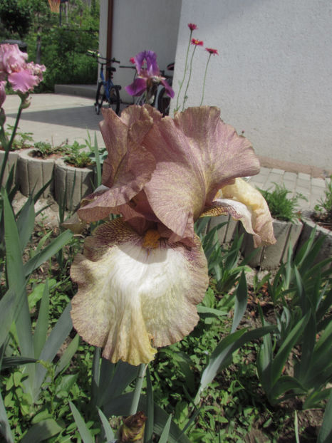  - A A Flori de gradina 1